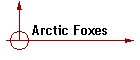 Arctic Foxes
