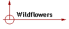 Wildflowers