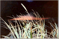 Seascape - Rye Grass