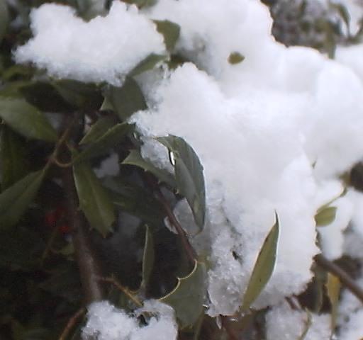 Holly Tree (23104 bytes)