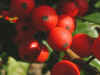 Holly Berries.jpg (37341 bytes)