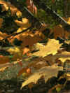 Leaves - Backlit Maple.jpg (63841 bytes)