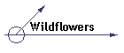 Wildflowers